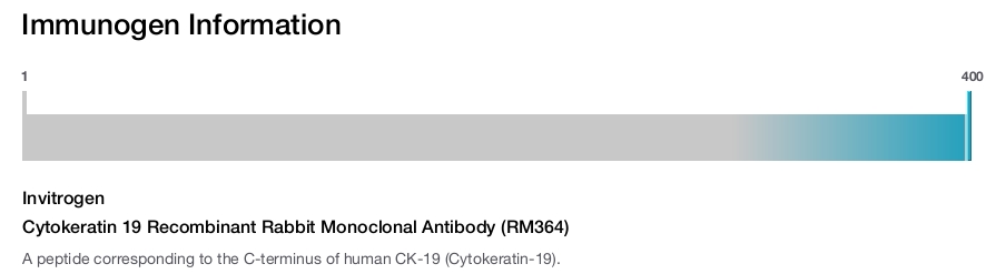 Cytokeratin 19 Recombinant Rabbit Monoclonal Antibody (RM364)