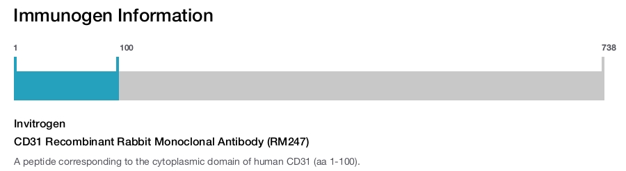 CD31 Recombinant Rabbit Monoclonal Antibody (RM247)