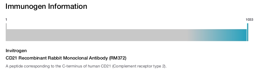 CD21 Recombinant Rabbit Monoclonal Antibody (RM372)