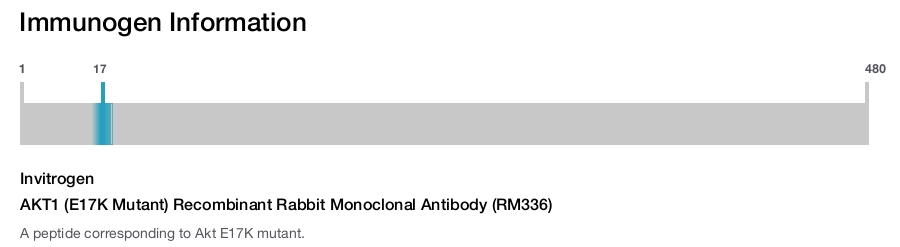 AKT1 (E17K Mutant) Recombinant Rabbit Monoclonal Antibody (RM336)