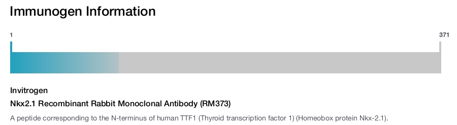 Nkx2.1 Recombinant Rabbit Monoclonal Antibody (RM373)