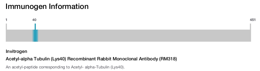 Acetyl-alpha Tubulin (Lys40) Recombinant Rabbit Monoclonal Antibody (RM318)