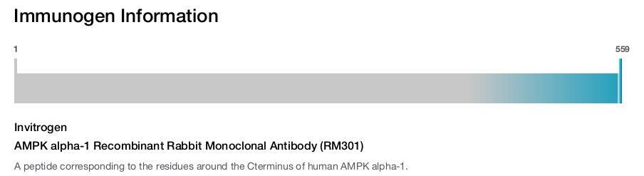 AMPK alpha-1 Recombinant Rabbit Monoclonal Antibody (RM301)