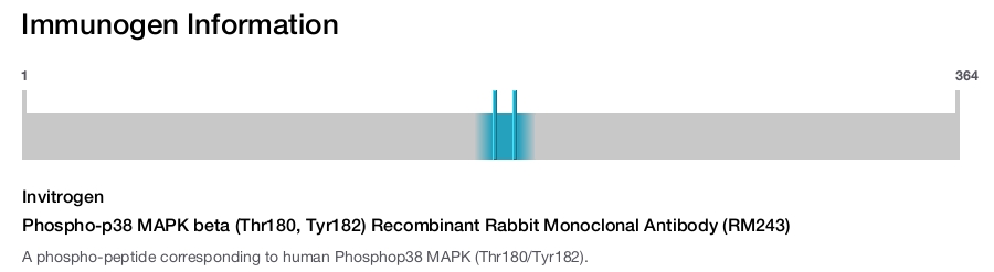 Phospho-p38 MAPK beta (Thr180, Tyr182) Recombinant Rabbit Monoclonal Antibody (RM243)