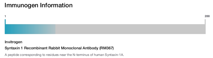 Syntaxin 1 Recombinant Rabbit Monoclonal Antibody (RM367)