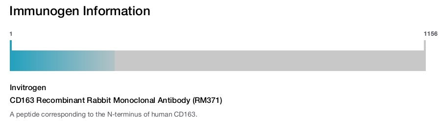 CD163 Recombinant Rabbit Monoclonal Antibody (RM371)