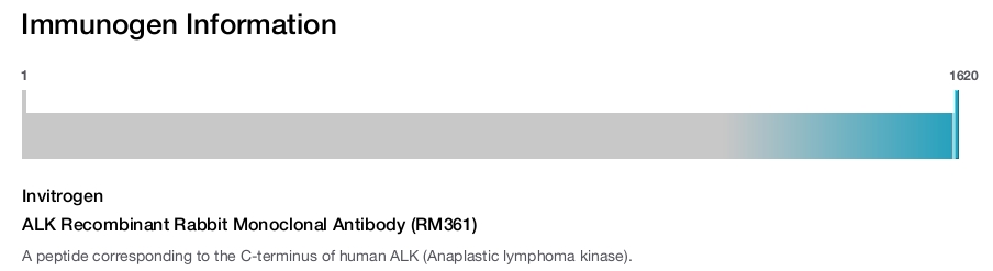 ALK Recombinant Rabbit Monoclonal Antibody (RM361)