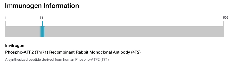 Phospho-ATF2 (Thr71) Recombinant Rabbit Monoclonal Antibody (4F2)