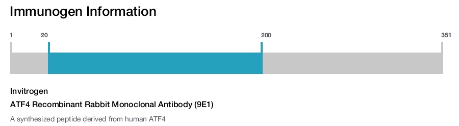 ATF4 Recombinant Rabbit Monoclonal Antibody (9E1)