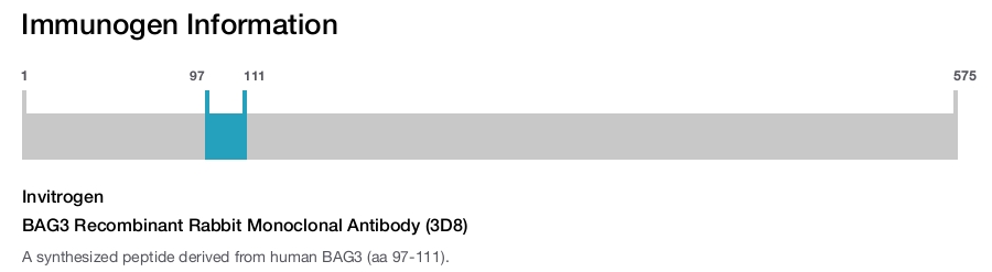 BAG3 Recombinant Rabbit Monoclonal Antibody (3D8)