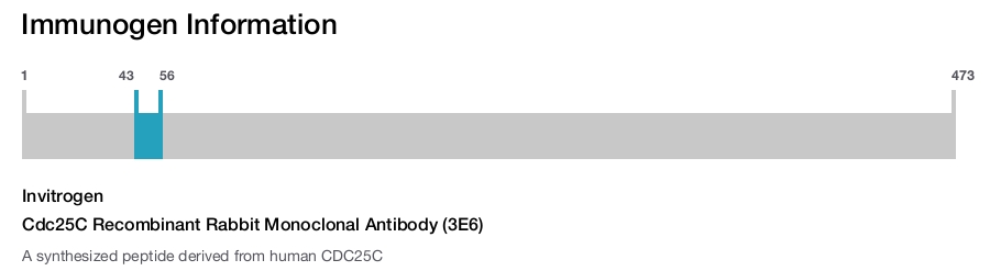 Cdc25C Recombinant Rabbit Monoclonal Antibody (3E6)