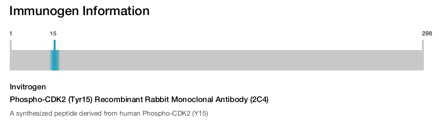 Phospho-CDK2 (Tyr15) Recombinant Rabbit Monoclonal Antibody (2C4)