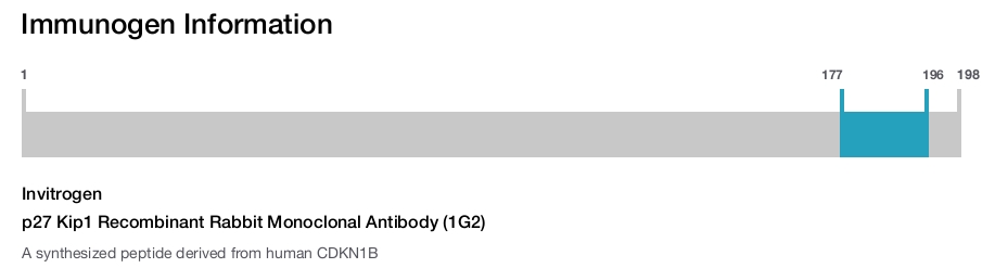 p27 Kip1 Recombinant Rabbit Monoclonal Antibody (1G2)
