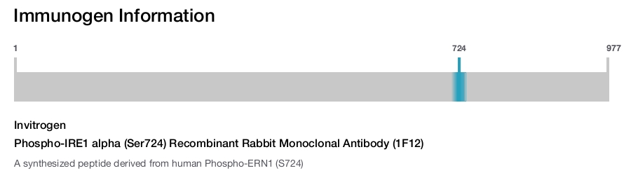 Phospho-IRE1 alpha (Ser724) Recombinant Rabbit Monoclonal Antibody (1F12)