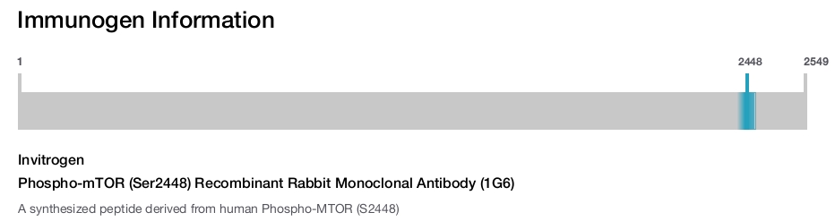 Phospho-mTOR (Ser2448) Recombinant Rabbit Monoclonal Antibody (1G6)