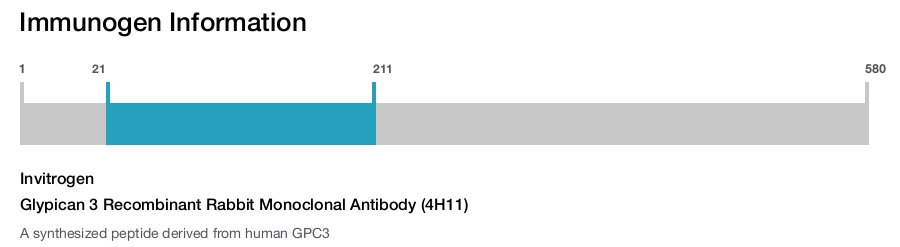 Glypican 3 Recombinant Rabbit Monoclonal Antibody (4H11)