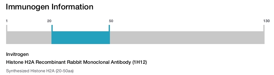 Histone H2A Recombinant Rabbit Monoclonal Antibody (1H12)