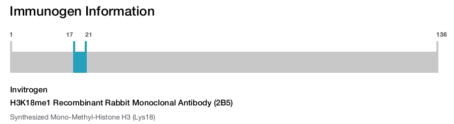 H3K18me1 Recombinant Rabbit Monoclonal Antibody (2B5)