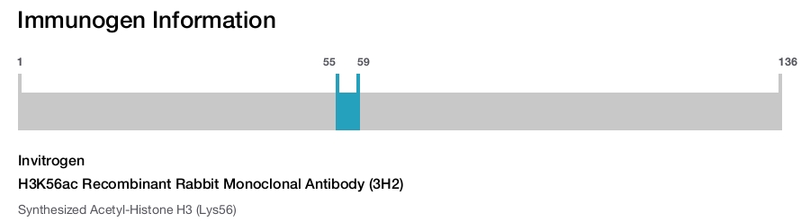 H3K56ac Recombinant Rabbit Monoclonal Antibody (3H2)