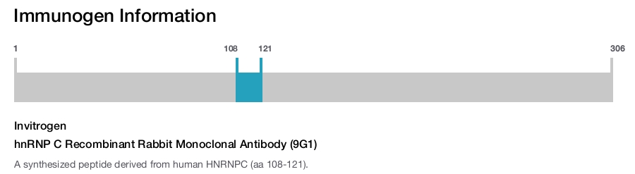 hnRNP C Recombinant Rabbit Monoclonal Antibody (9G1)