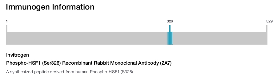 Phospho-HSF1 (Ser326) Recombinant Rabbit Monoclonal Antibody (2A7)