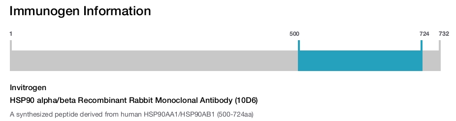 HSP90 alpha/beta Recombinant Rabbit Monoclonal Antibody (10D6)