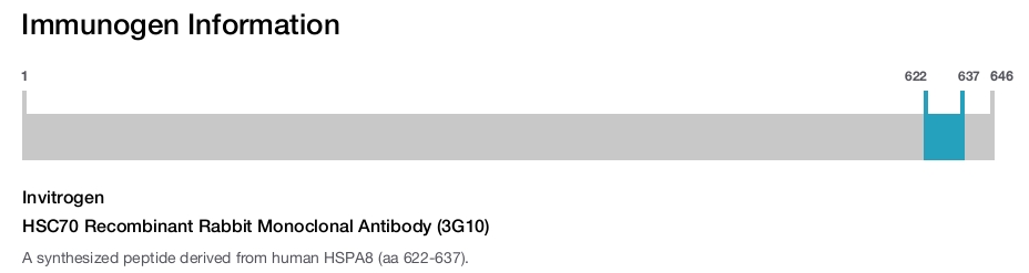 HSC70 Recombinant Rabbit Monoclonal Antibody (3G10)