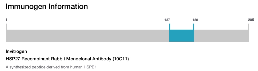 HSP27 Recombinant Rabbit Monoclonal Antibody (10C11)