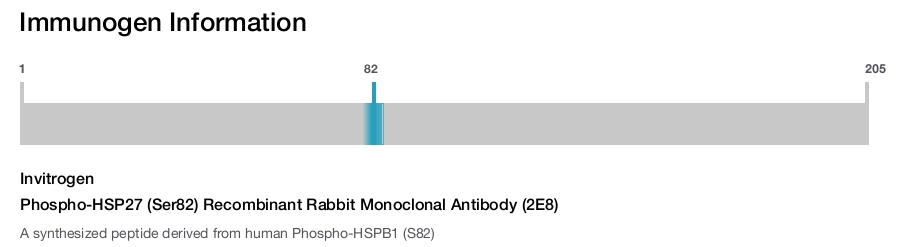 Phospho-HSP27 (Ser82) Recombinant Rabbit Monoclonal Antibody (2E8)