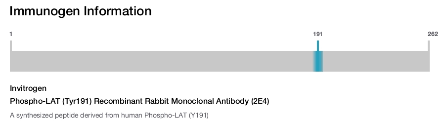 Phospho-LAT (Tyr191) Recombinant Rabbit Monoclonal Antibody (2E4)