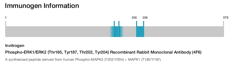 Phospho-ERK1/ERK2 (Thr185, Tyr187, Thr202, Tyr204) Recombinant Rabbit Monoclonal Antibody (4F6)