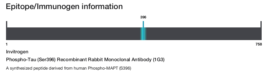 Phospho-Tau (Ser396) Recombinant Rabbit Monoclonal Antibody (1G3)