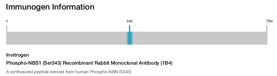 Phospho-NBS1 (Ser343) Recombinant Rabbit Monoclonal Antibody (1B4)