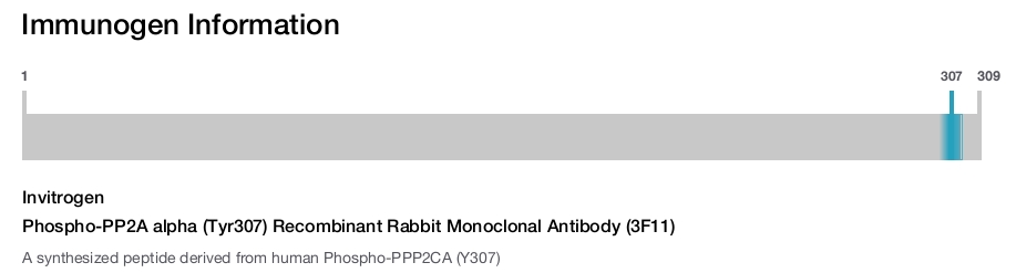 Phospho-PP2A alpha (Tyr307) Recombinant Rabbit Monoclonal Antibody (3F11)