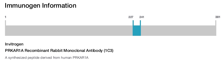 PRKAR1A Recombinant Rabbit Monoclonal Antibody (1C3)