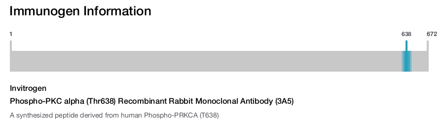 Phospho-PKC alpha (Thr638) Recombinant Rabbit Monoclonal Antibody (3A5)