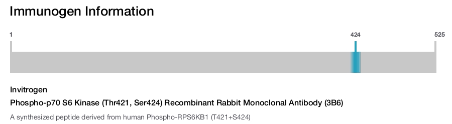 Phospho-p70 S6 Kinase (Thr421, Ser424) Recombinant Rabbit Monoclonal Antibody (3B6)