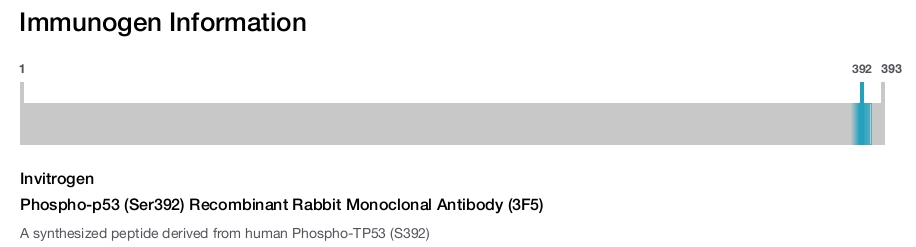 Phospho-p53 (Ser392) Recombinant Rabbit Monoclonal Antibody (3F5)