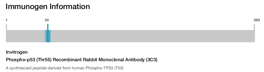 Phospho-p53 (Thr55) Recombinant Rabbit Monoclonal Antibody (3C3)