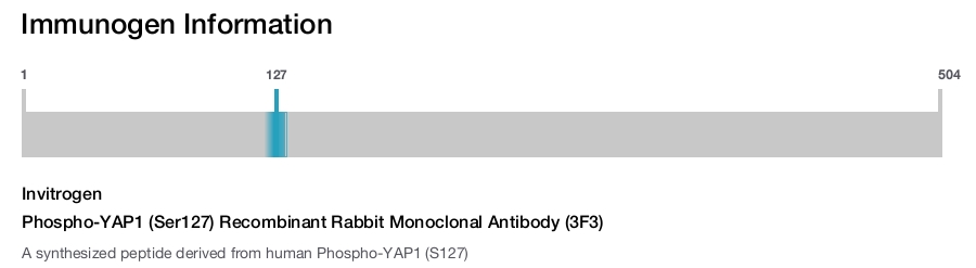 Phospho-YAP1 (Ser127) Recombinant Rabbit Monoclonal Antibody (3F3)