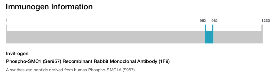 Phospho-SMC1 (Ser957) Recombinant Rabbit Monoclonal Antibody (1F9)