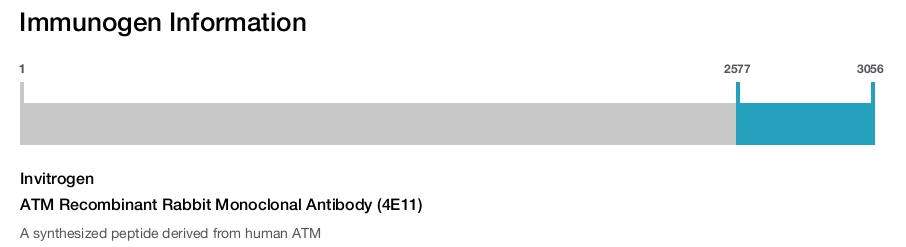 ATM Recombinant Rabbit Monoclonal Antibody (4E11)