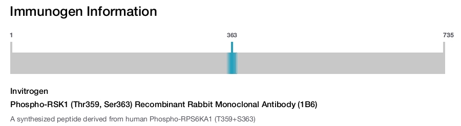 Phospho-RSK1 (Thr359, Ser363) Recombinant Rabbit Monoclonal Antibody (1B6)