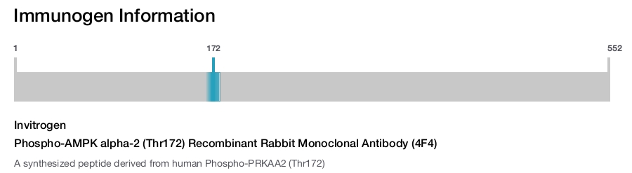 Phospho-AMPK alpha-2 (Thr172) Recombinant Rabbit Monoclonal Antibody (4F4)
