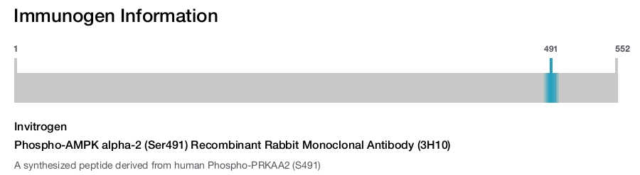 Phospho-AMPK alpha-2 (Ser491) Recombinant Rabbit Monoclonal Antibody (3H10)