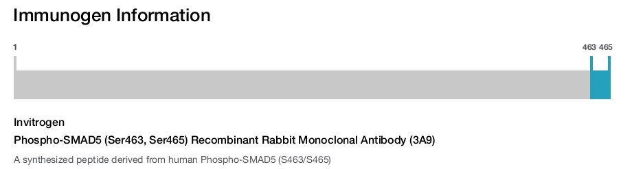 Phospho-SMAD5 (Ser463, Ser465) Recombinant Rabbit Monoclonal Antibody (3A9)