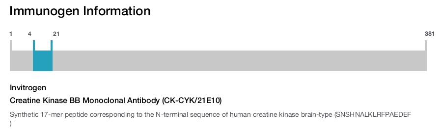 Creatine Kinase BB Monoclonal Antibody (CK-CYK/21E10)