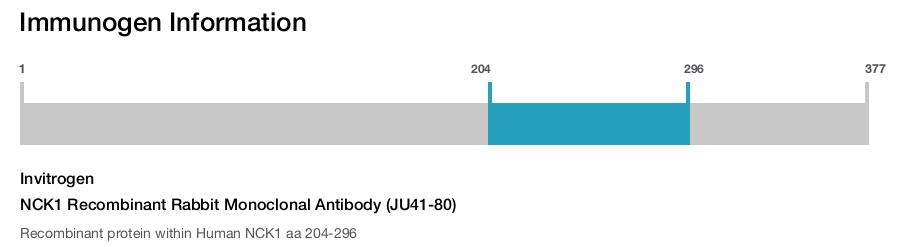 NCK1 Recombinant Rabbit Monoclonal Antibody (JU41-80)