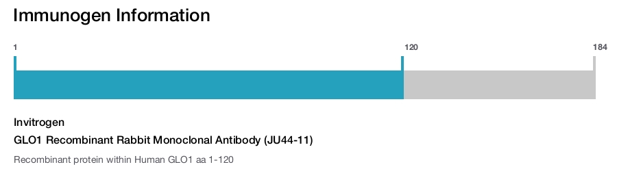 GLO1 Recombinant Rabbit Monoclonal Antibody (JU44-11)