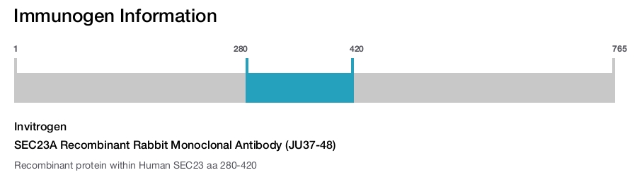 SEC23A Recombinant Rabbit Monoclonal Antibody (JU37-48)